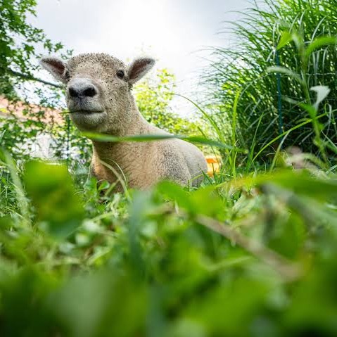 Forget the Lawn Mower: These Sheep Will Eat Your Grass! episode artwork