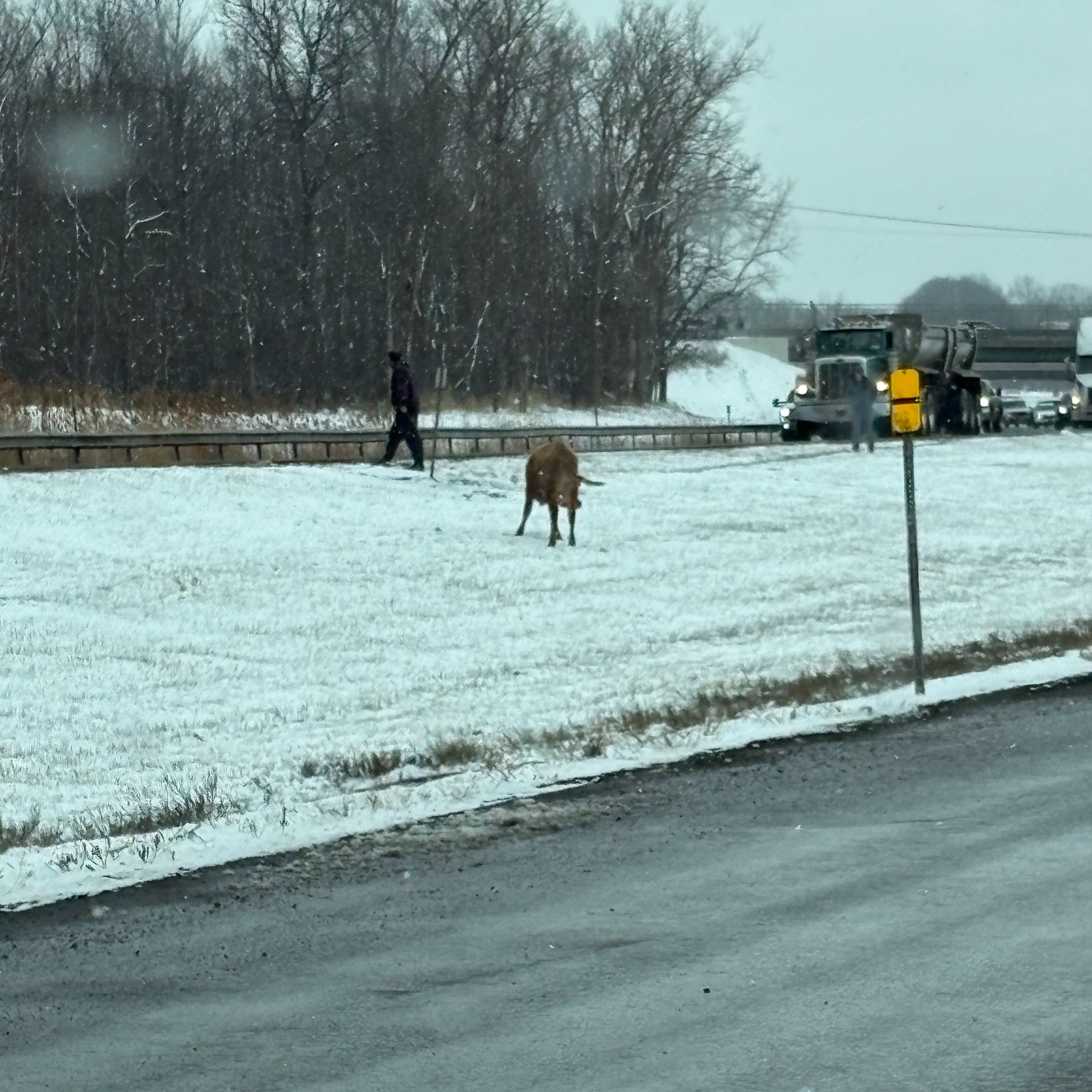 Caller describes cows on NYS Thruway episode artwork