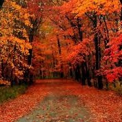 WBBM Noon Business Hour - Fall Colors WBBM Noon Business Hour - Fall Colors