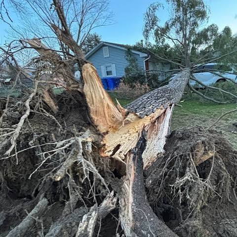 WBBM Noon Business Hour - Storms & Tree Damage episode artwork