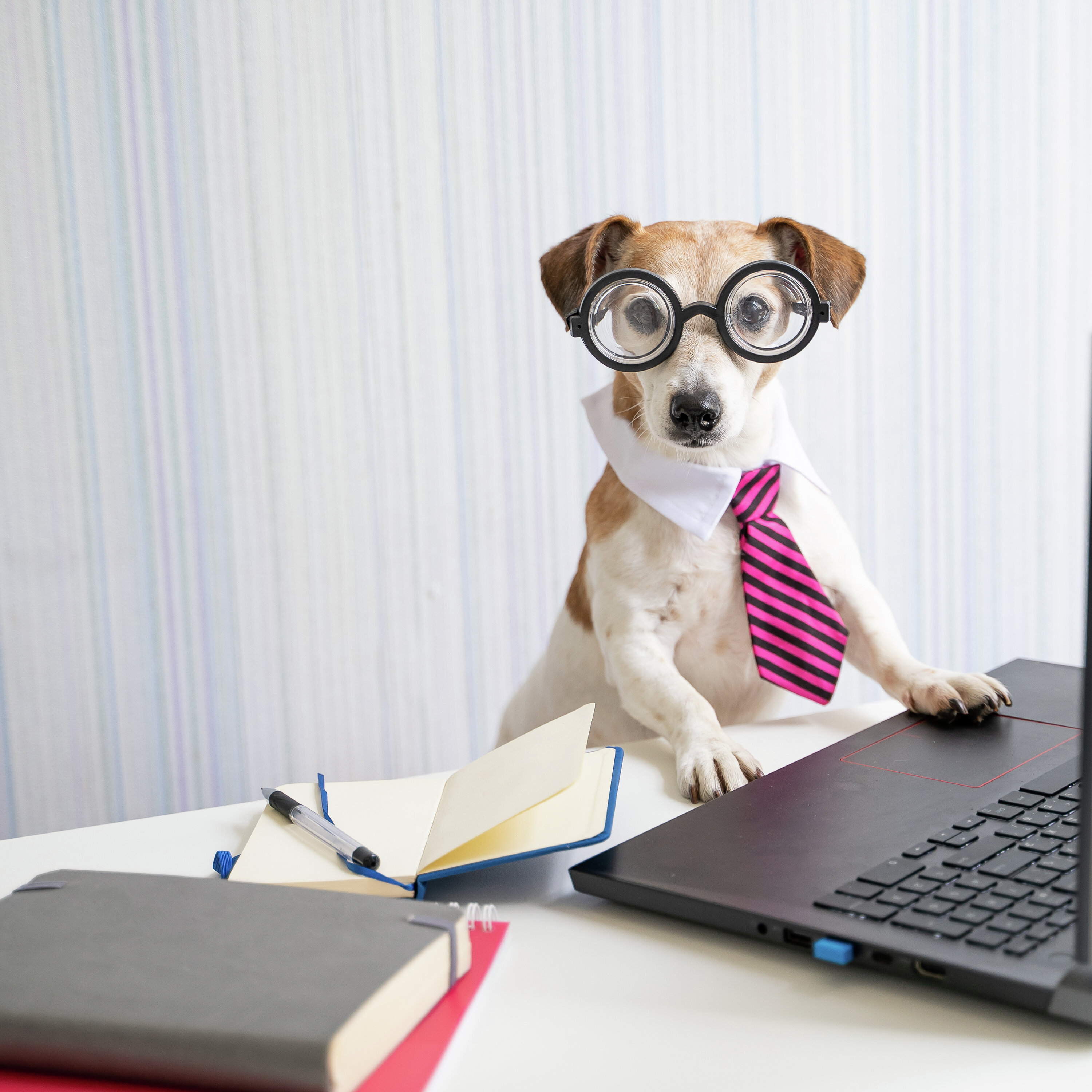 Noon Business Hour: Pets at Work - Amazon Groceries & Student Travel