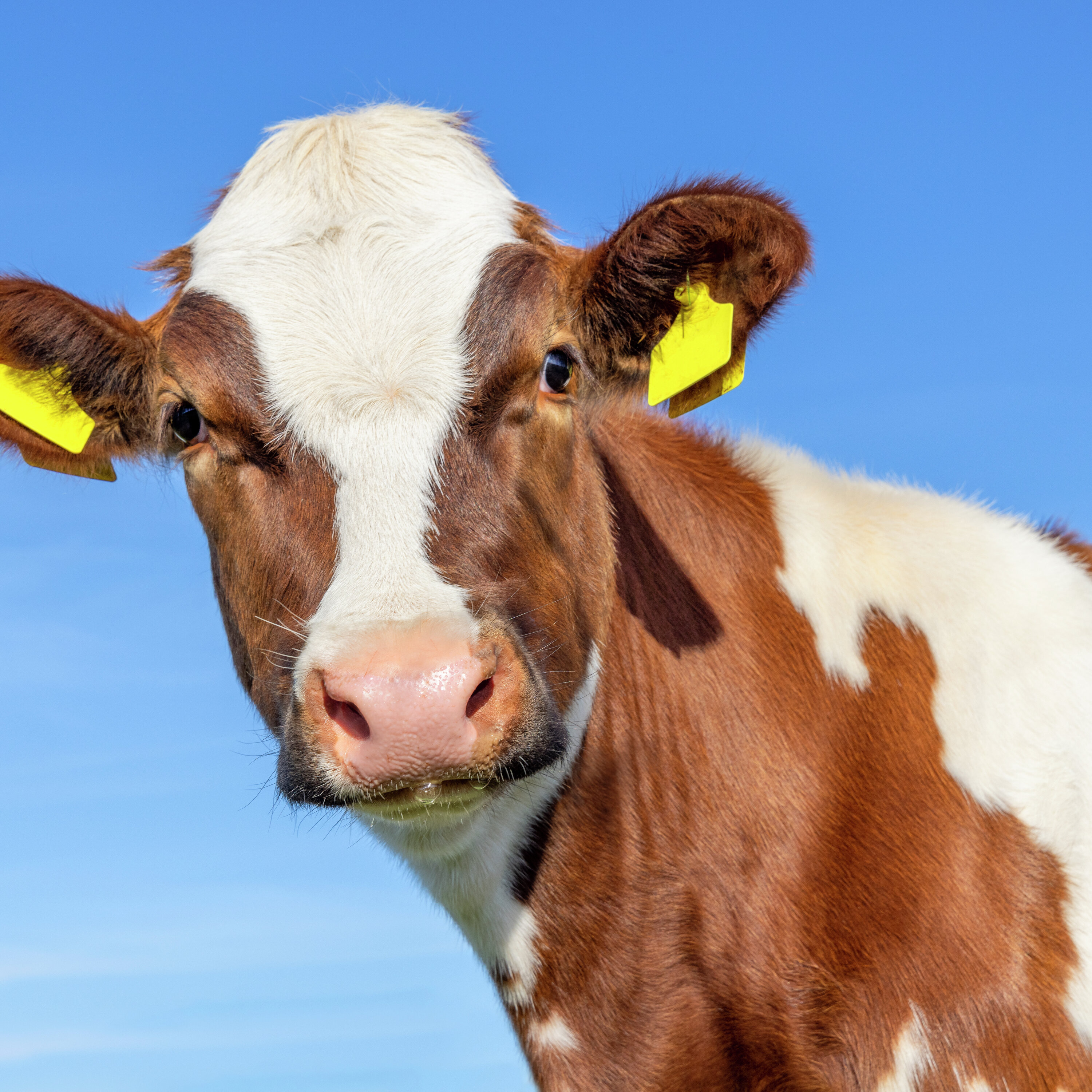 Up to 18 cows on the loose after semi-trailer rolled over