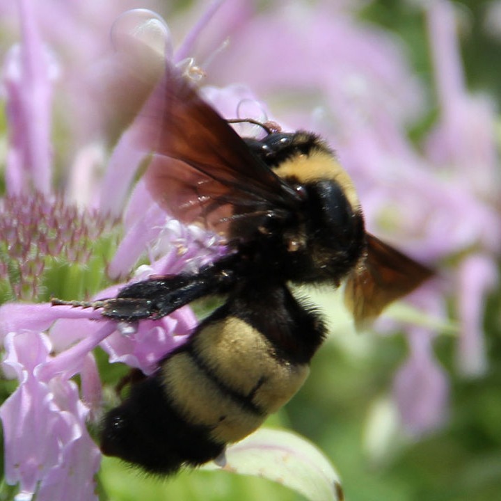 Naperville junior high students create buzz, lead charge for new Illinois state bee episode artwork