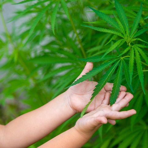6 students taken to hospital after eating marijuana-infused gummies episode artwork