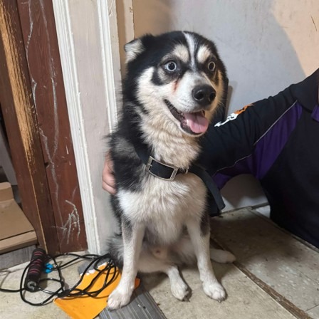 Warren police arrest man who held dog for ransom episode artwork