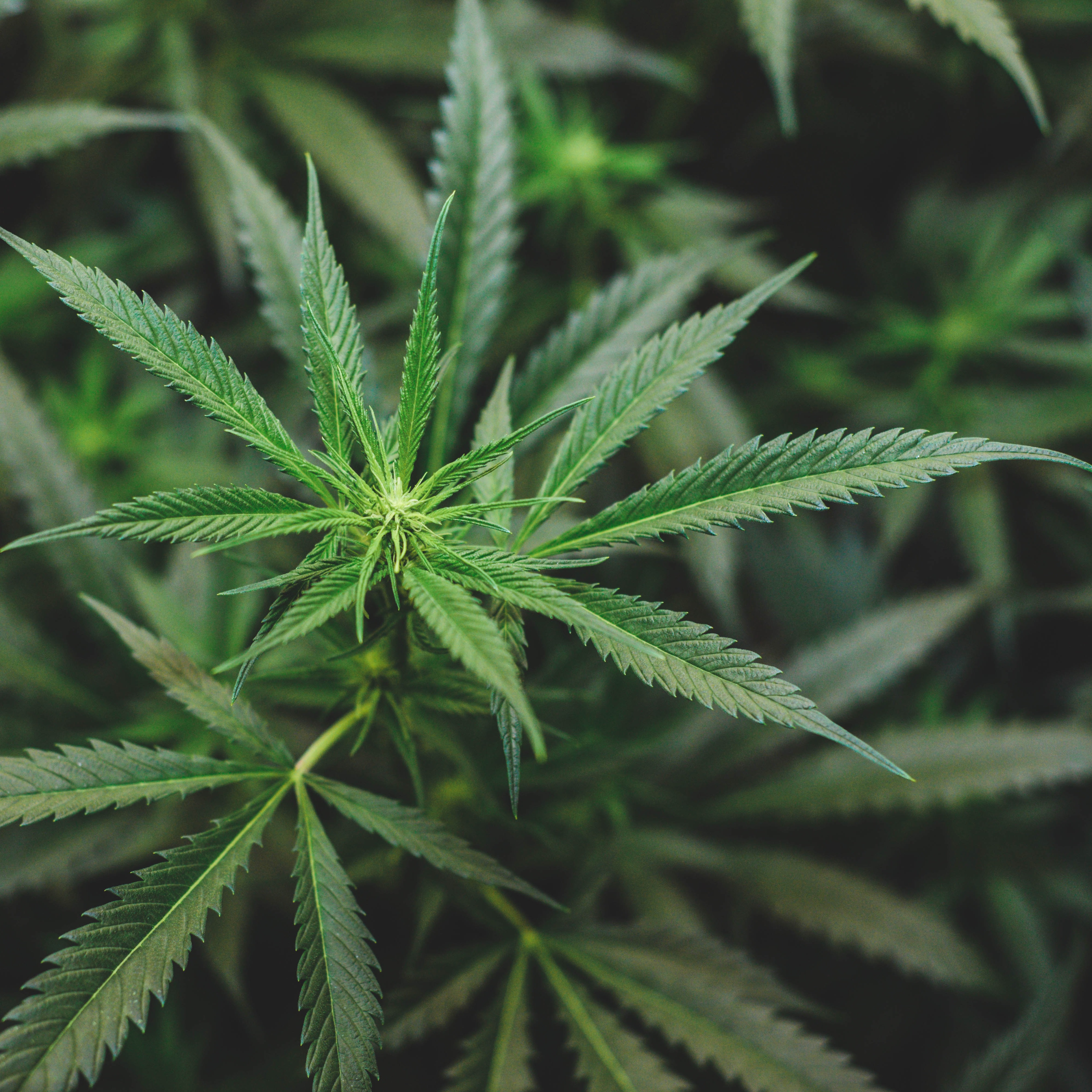 WSU studies cannabis use for veterans with PTSD, depression episode artwork