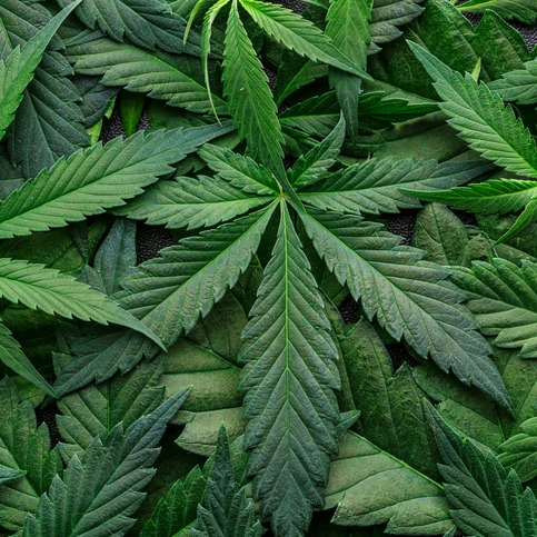 Survey suggests older folks should be warned about pot use and driving episode artwork