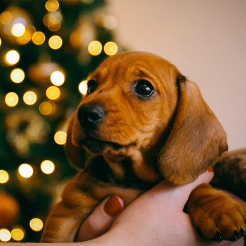 Considering giving a pet as a Christmas gift? Keep this in mind episode artwork