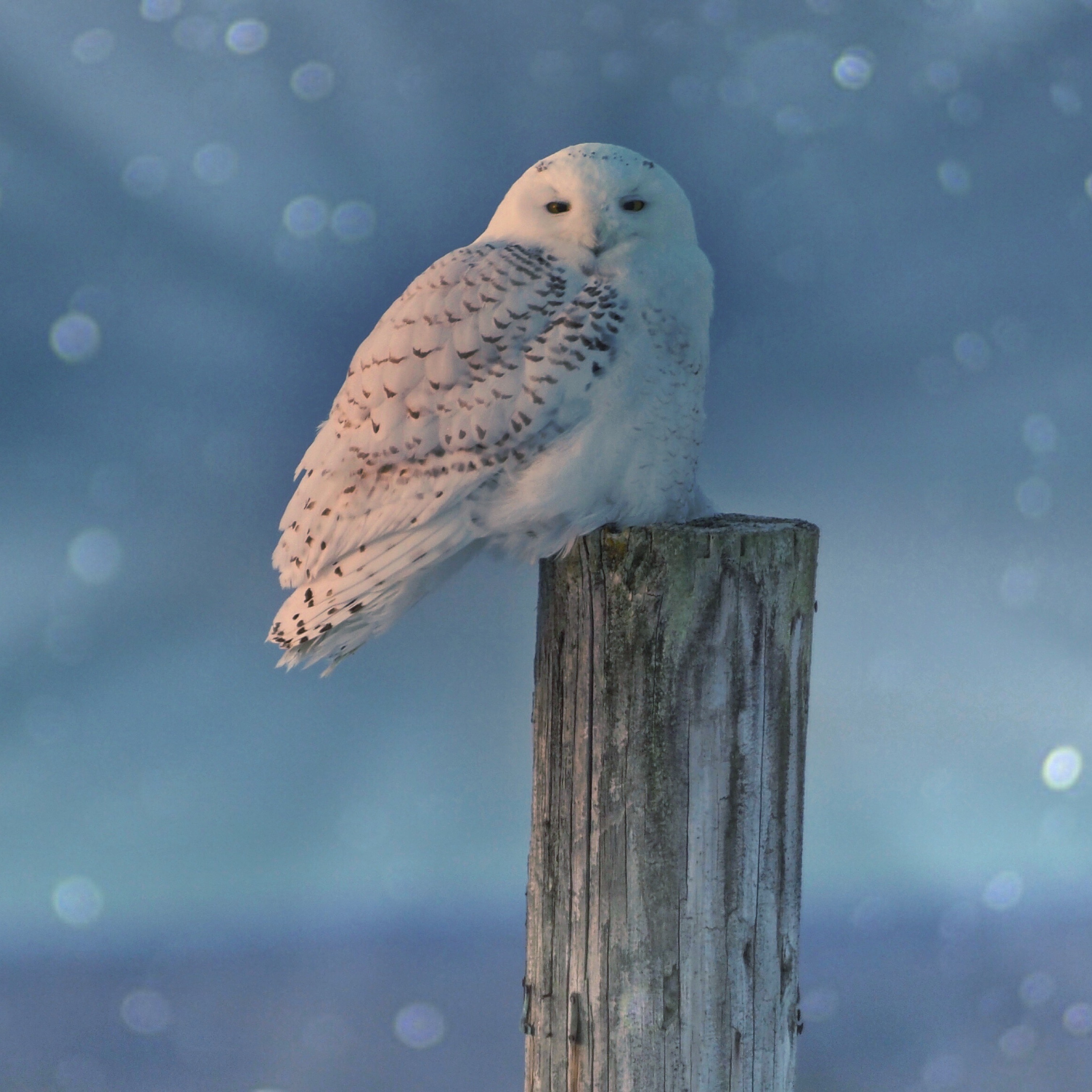 Now could be your chance to see a snowy owl in Michigan episode artwork