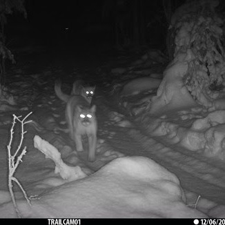 Cougar cubs in U.P. photographed again after 9 months episode artwork