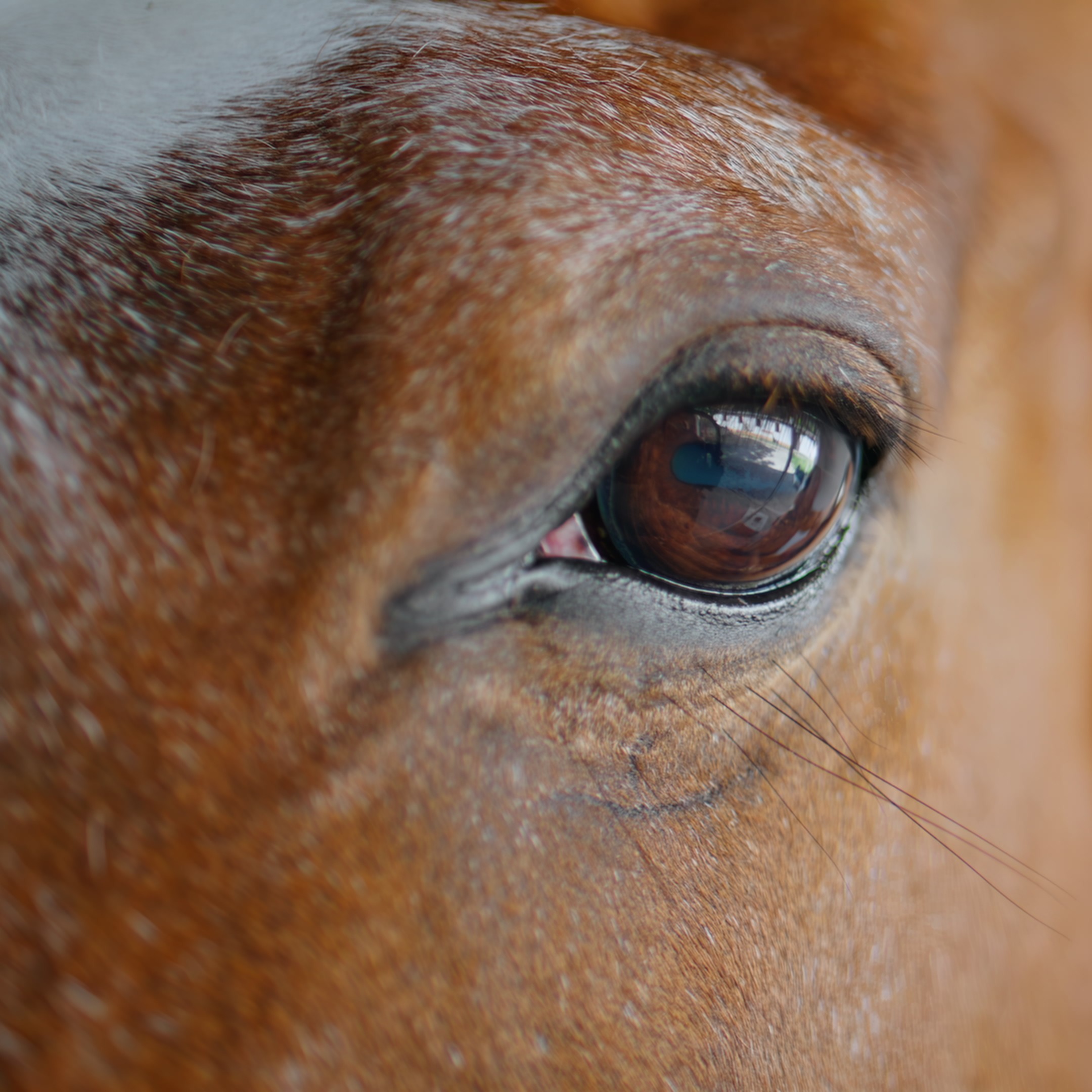 Nation's largest equestrian center slated to open in Detroit next year episode artwork