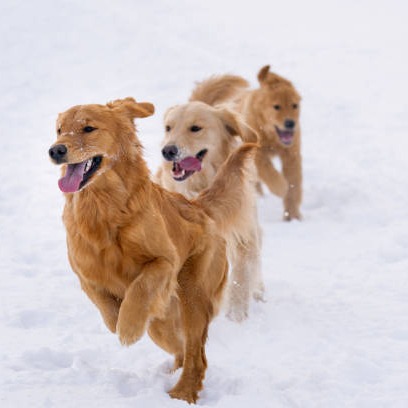 It's cold for us and it's cold for our pets ...protect them episode artwork
