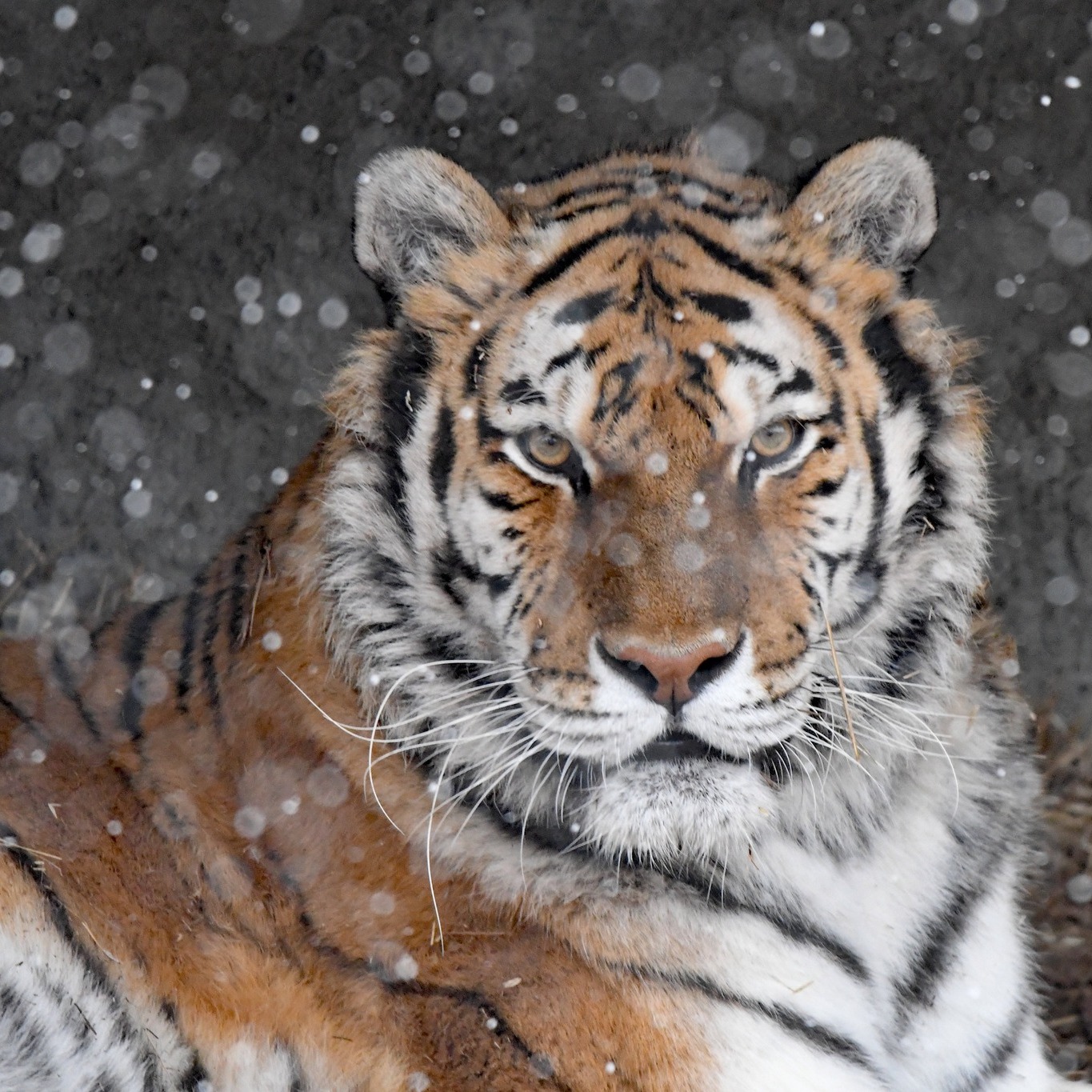 Arctic air prompts Detroit Zoo and Belle Isle Nature Center to close Friday and Saturday episode artwork