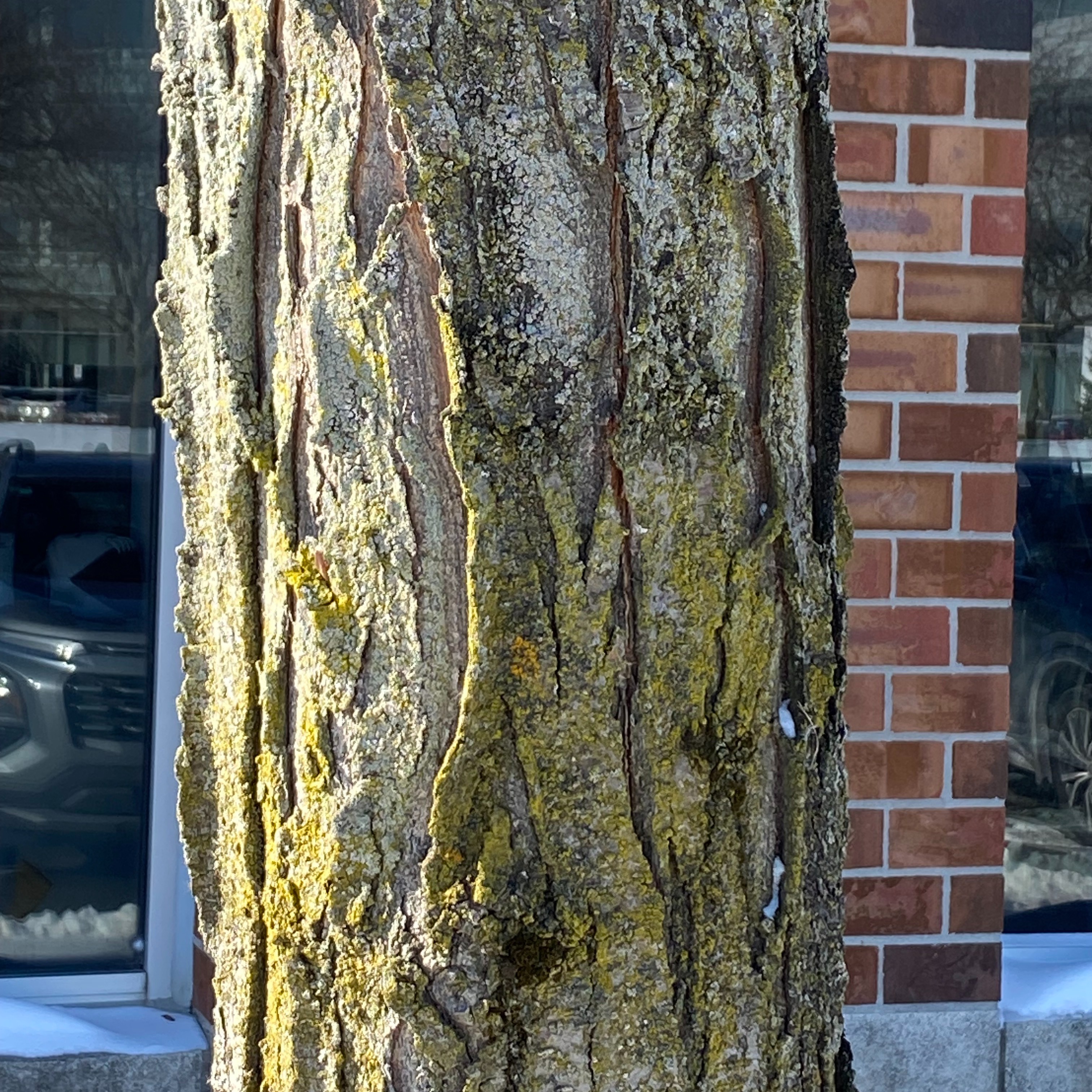 Are trees exploding in Michigan due to the cold? episode artwork