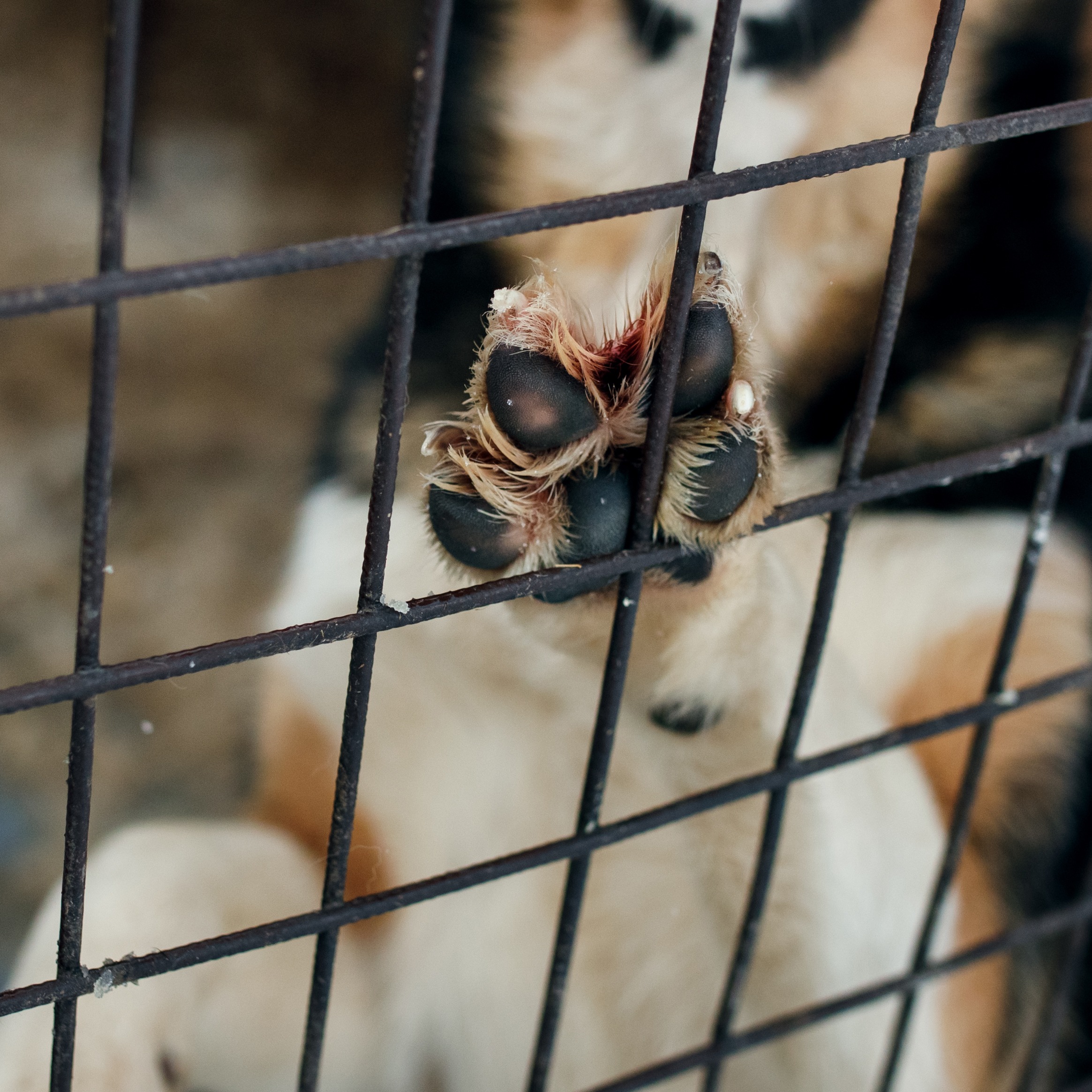 Local dog returns to shelter after owner arrested by ICE episode artwork