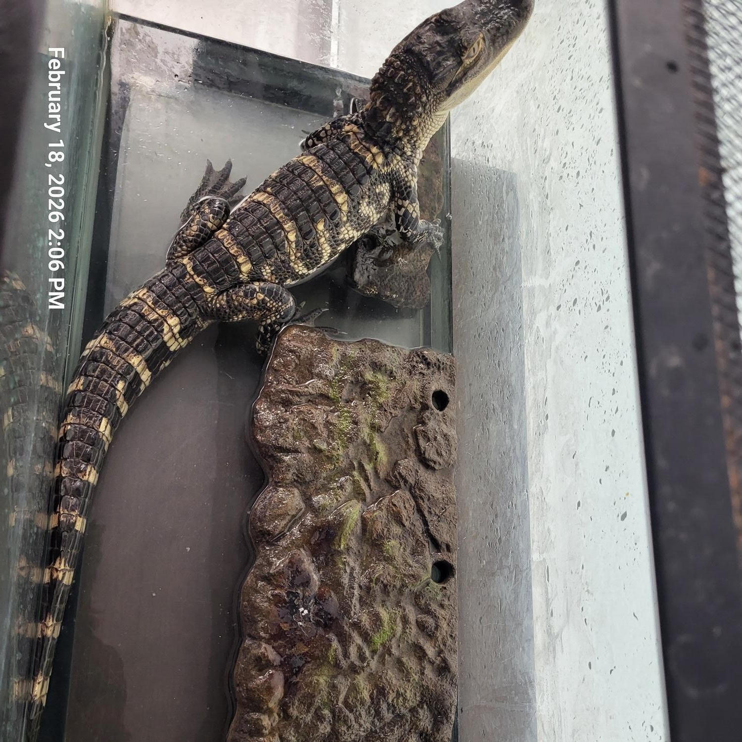 Live alligator, drugs found by cops at west side Detroit home episode artwork