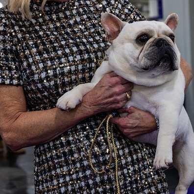 New poll shows pets are good for middle-aged and older adults episode artwork