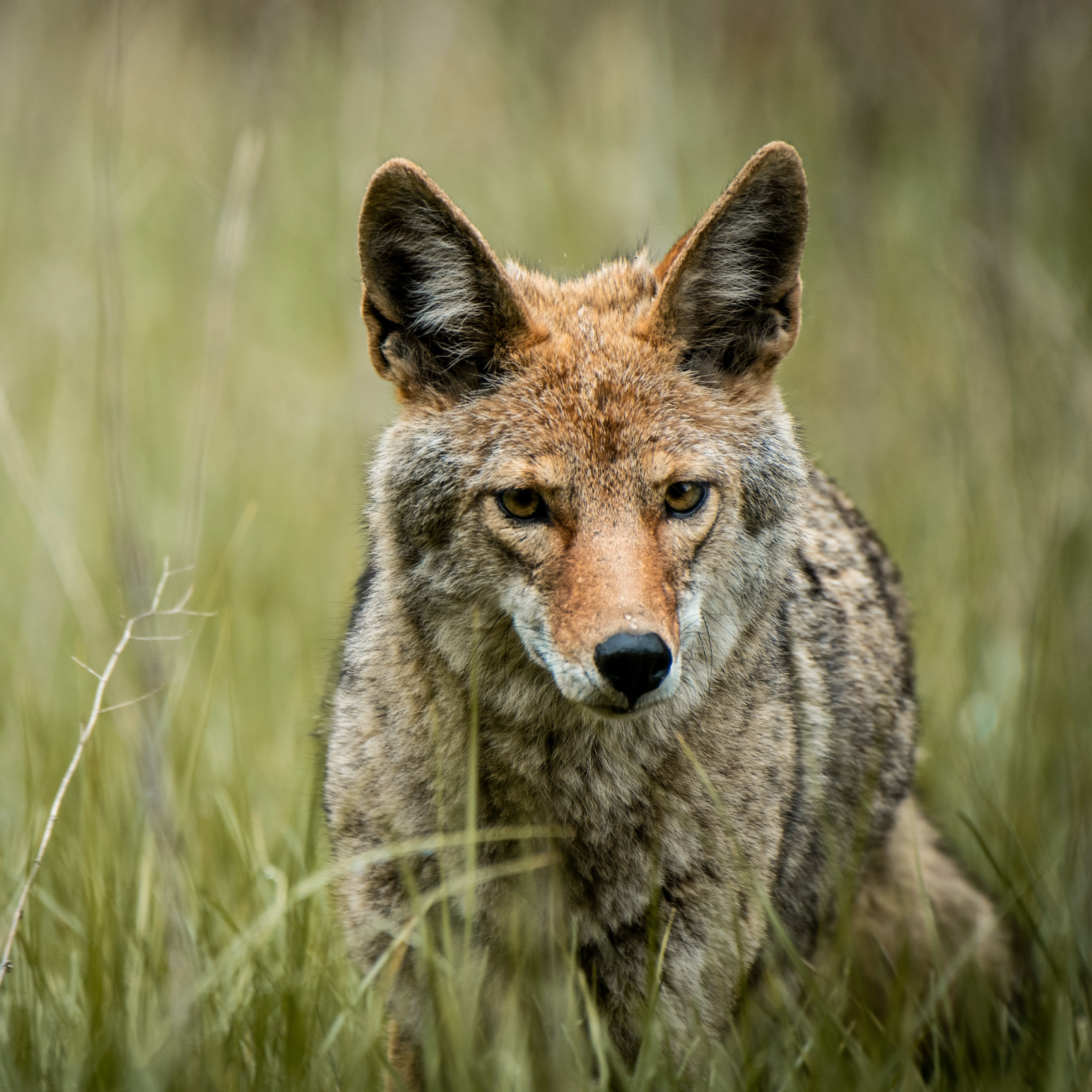 What do coyotes and armadillos have in common? episode artwork