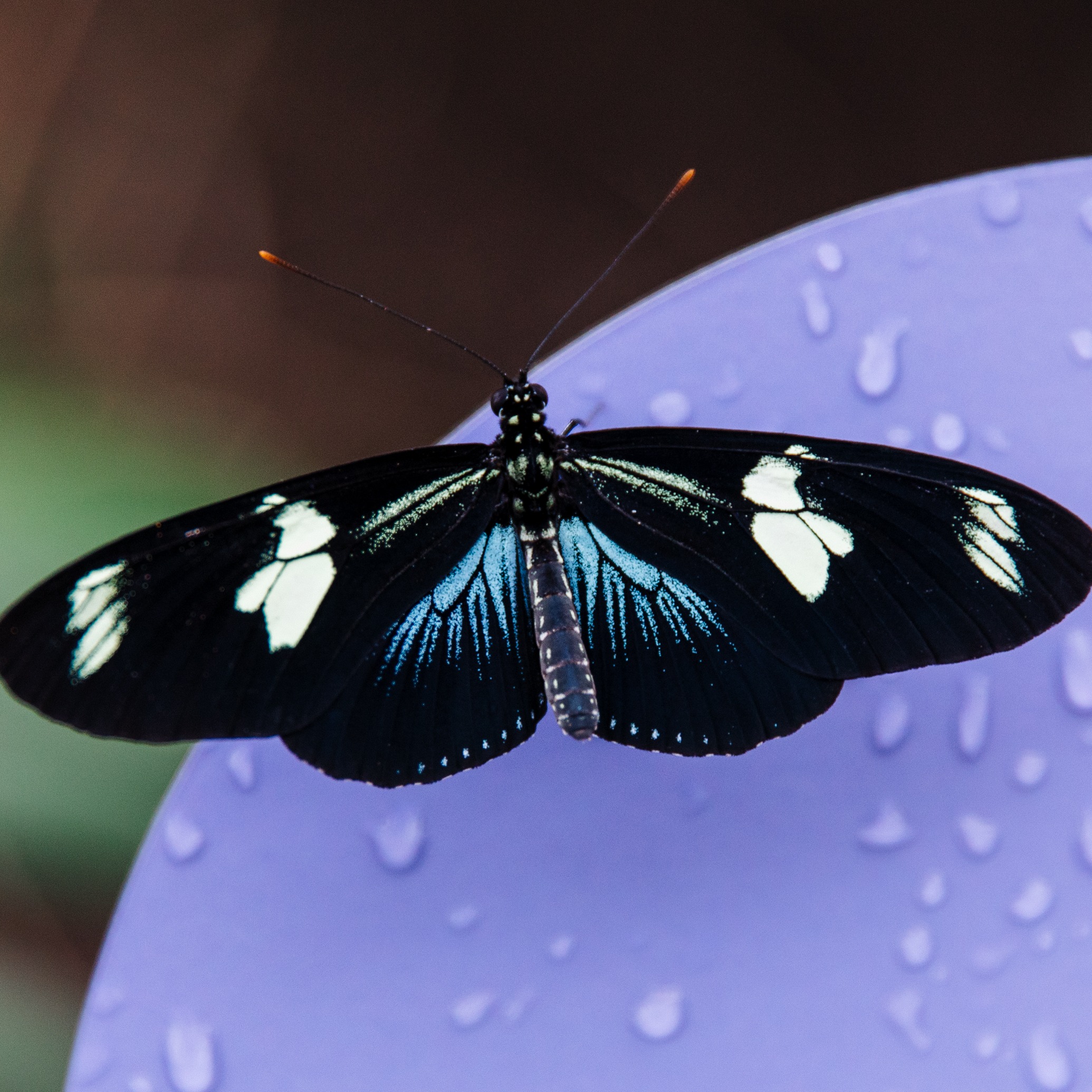 The largest temporary tropical butterfly exhibit in the U.S. is at Frederik Meijer Gardens episode artwork