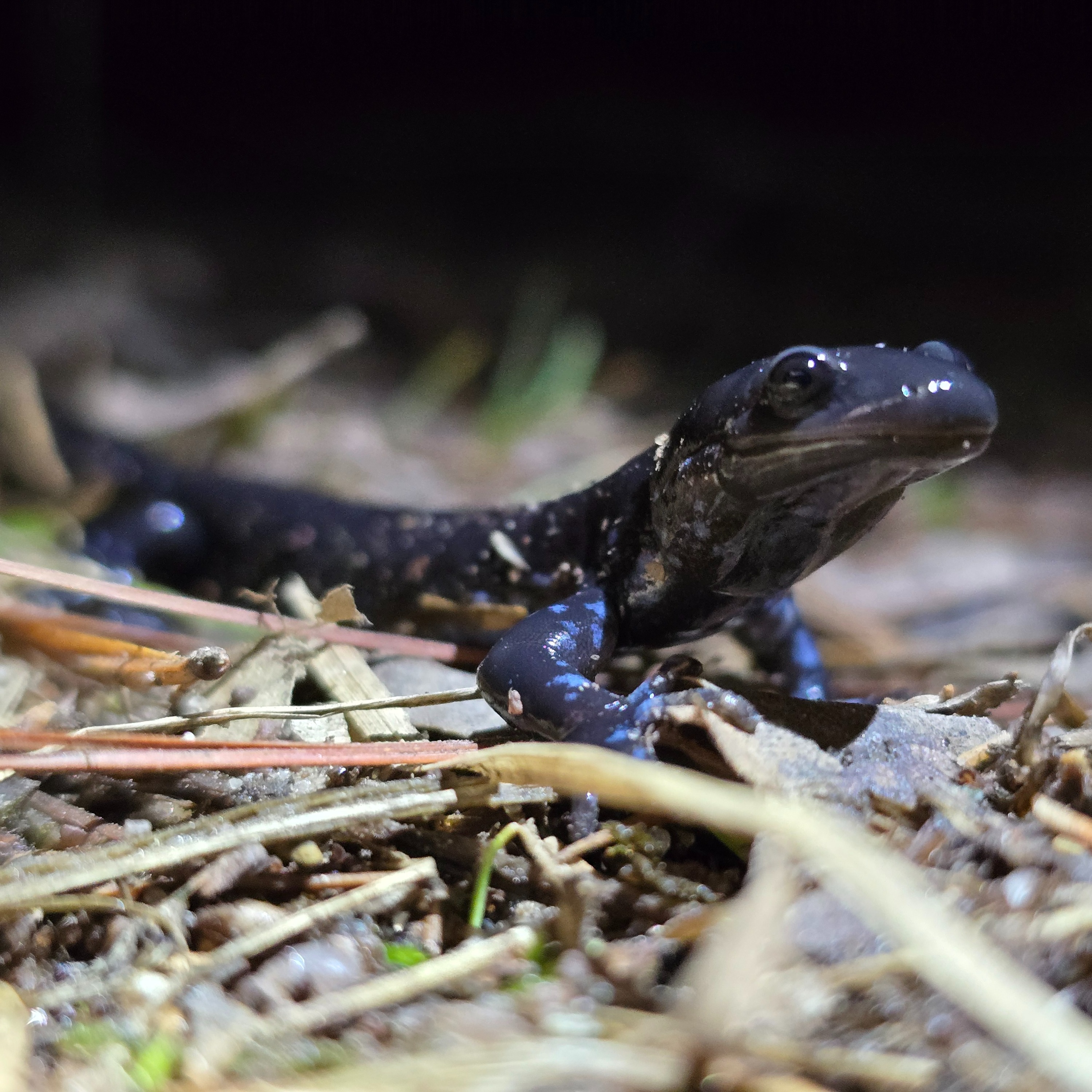 Presque Isle Park road to close for salamander migration episode artwork
