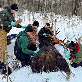Michigan's iconic moose are becoming harder to find episode artwork