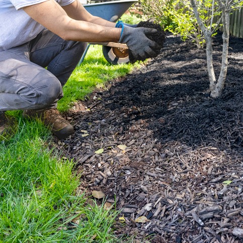 A new trend in gardening: native plants from Michigan episode artwork