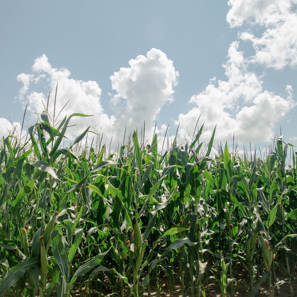 Michigan farmers paying more for fertilizer with war in Iran episode artwork