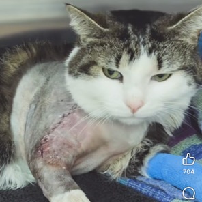 Miracle cat found alive under rubble of Michigan home destroyed by tornado episode artwork