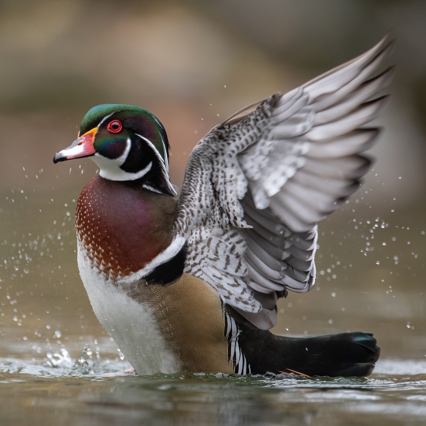 Wood duck becomes Michigan's first official state duck episode artwork