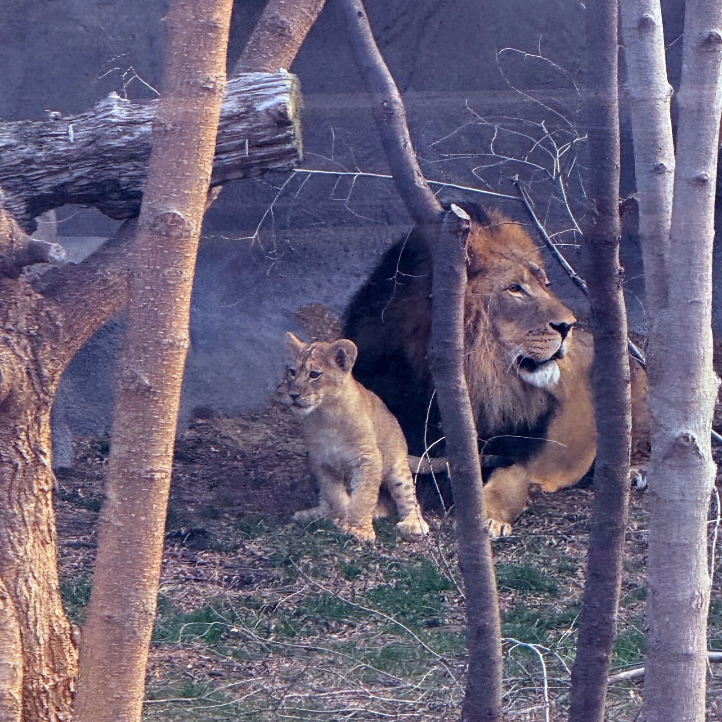 Trio of African lion cubs now on view for Detroit Zoo visitors episode artwork