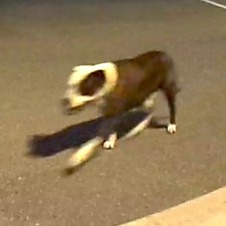 Third dog wanted for Plymouth jogger attack is captured by police episode artwork