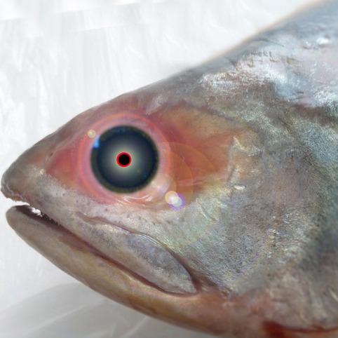 Experts monitor "Zombie Fish" in Lake Superior episode artwork