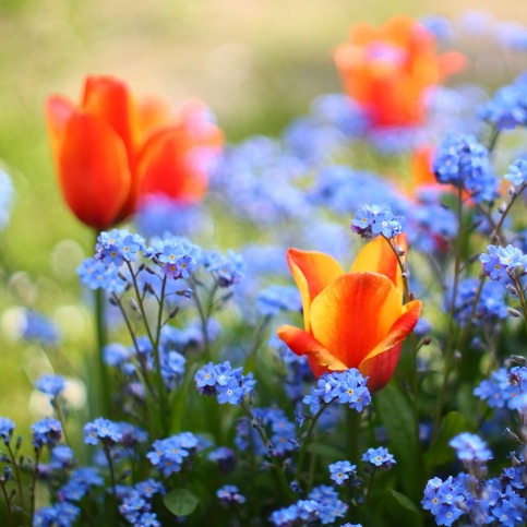 Don't Miss List: Tulip Festival, 80s fun in Frankenmuth, and more! episode artwork