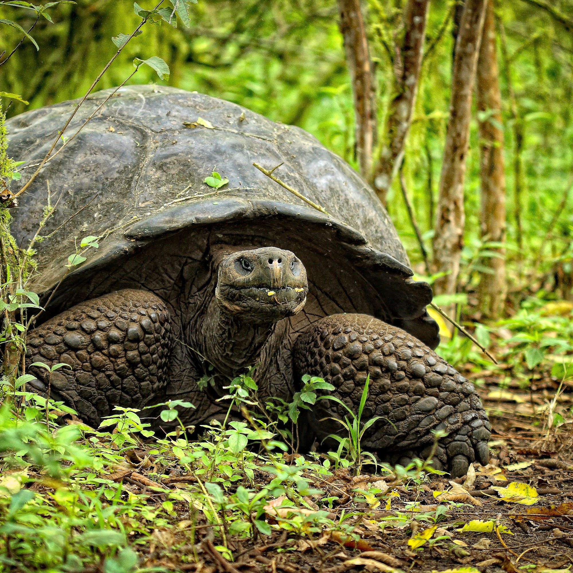 Oakland University Professor researches giant tortoises on Galapagos Islands episode artwork