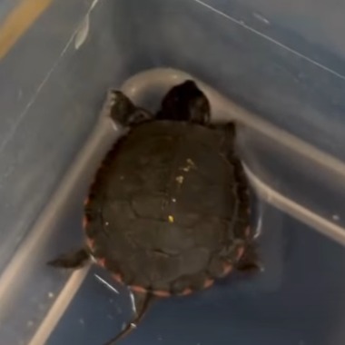 Baby turtle rescued from Rainforest Cafe pool episode artwork