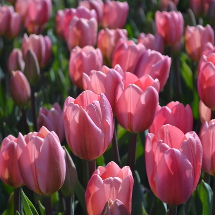 Tulip Time features millions of tulips in Holland episode artwork