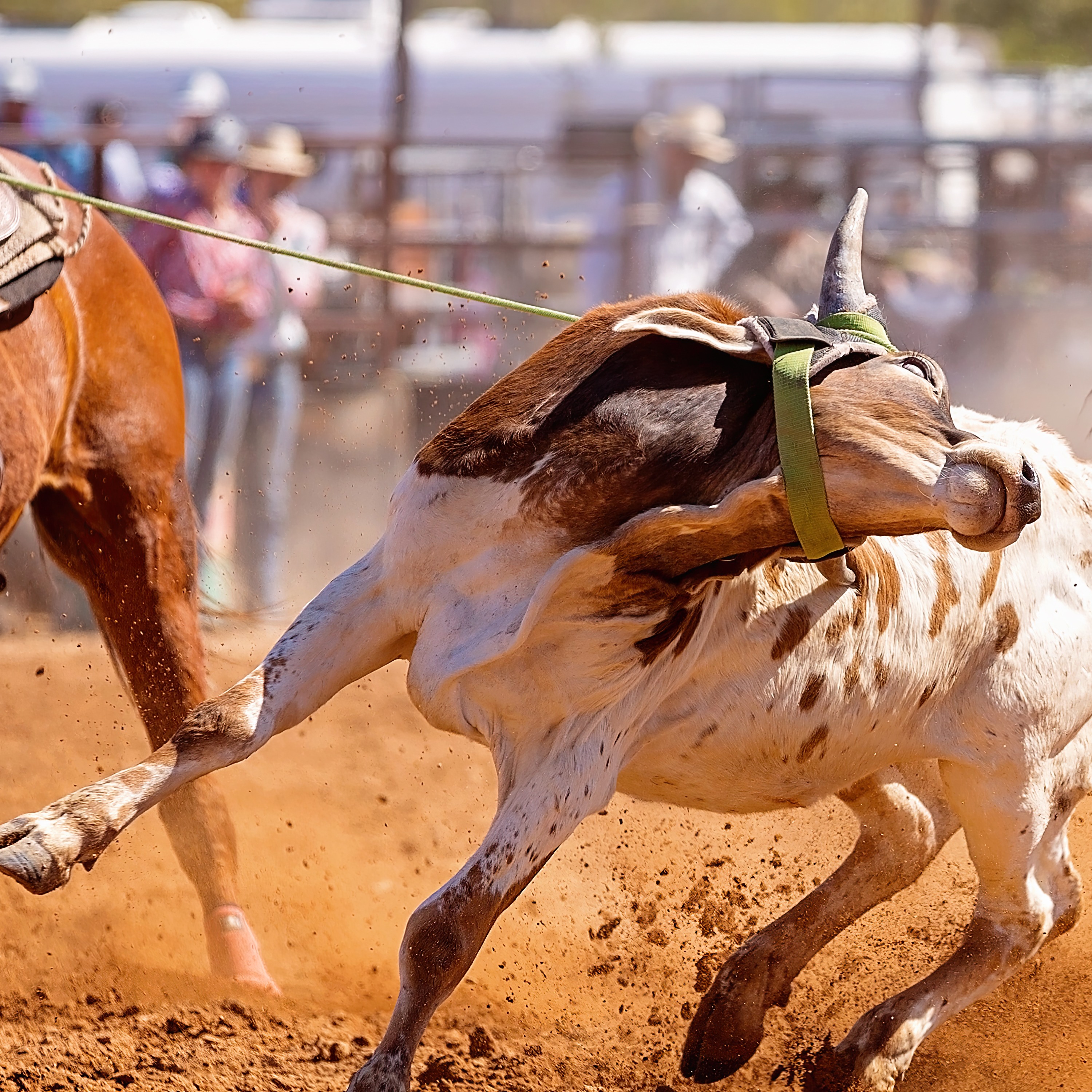 Motor City Rodeo riding into town this August episode artwork