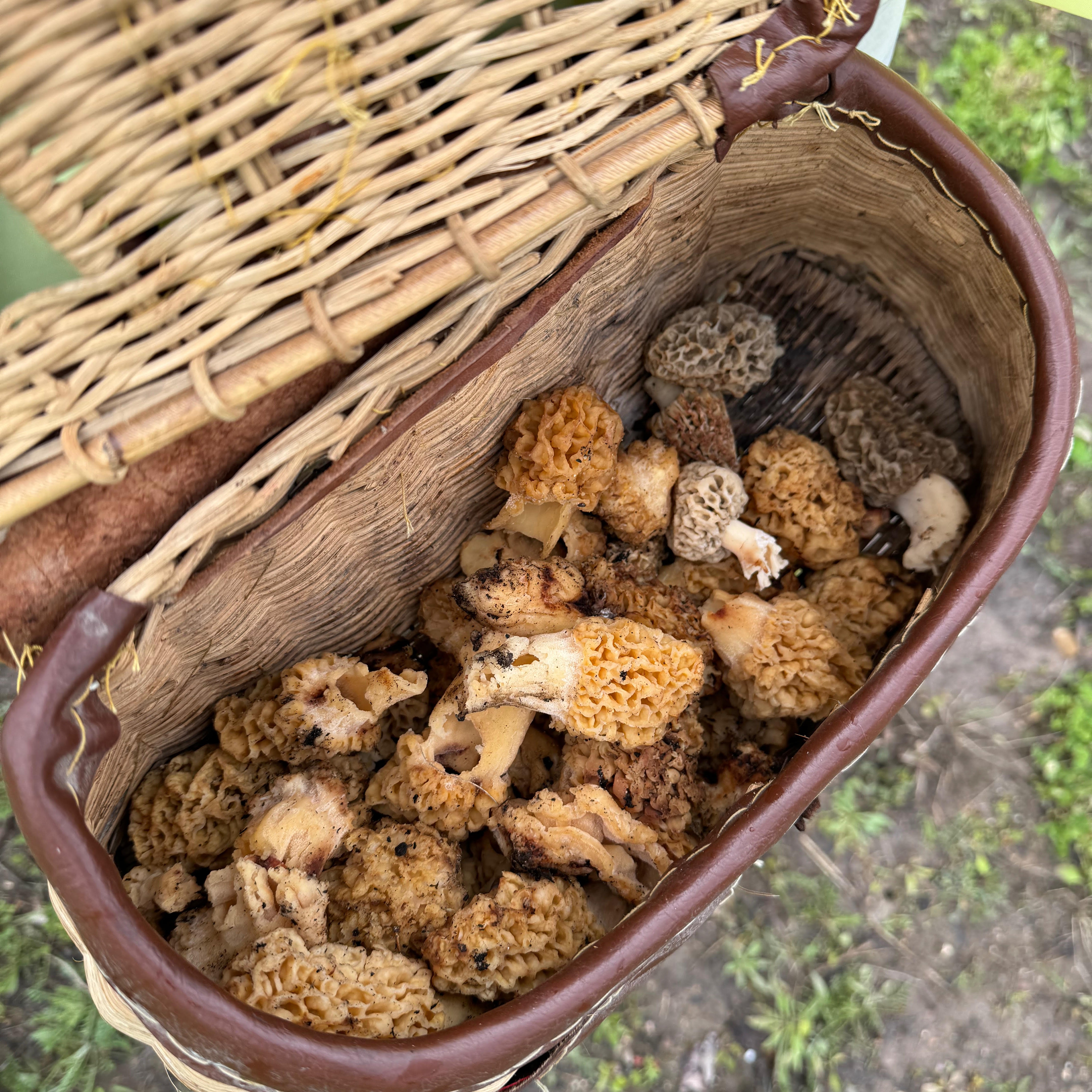 May is a good time to hunt for Morel mushrooms in Michigan episode artwork