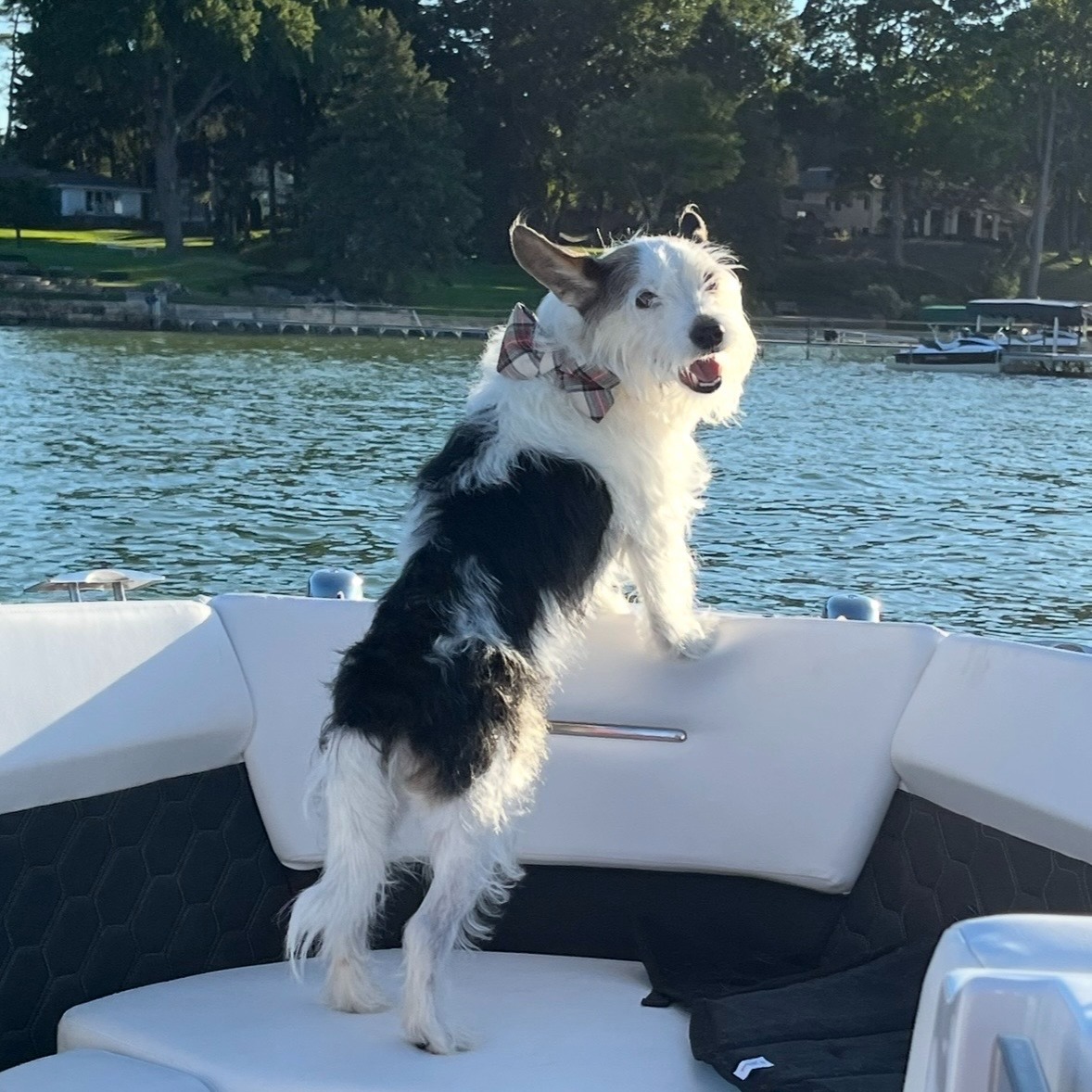 Bloomfield Hills family offers $10k reward for dog, Harvey's, safe return episode artwork