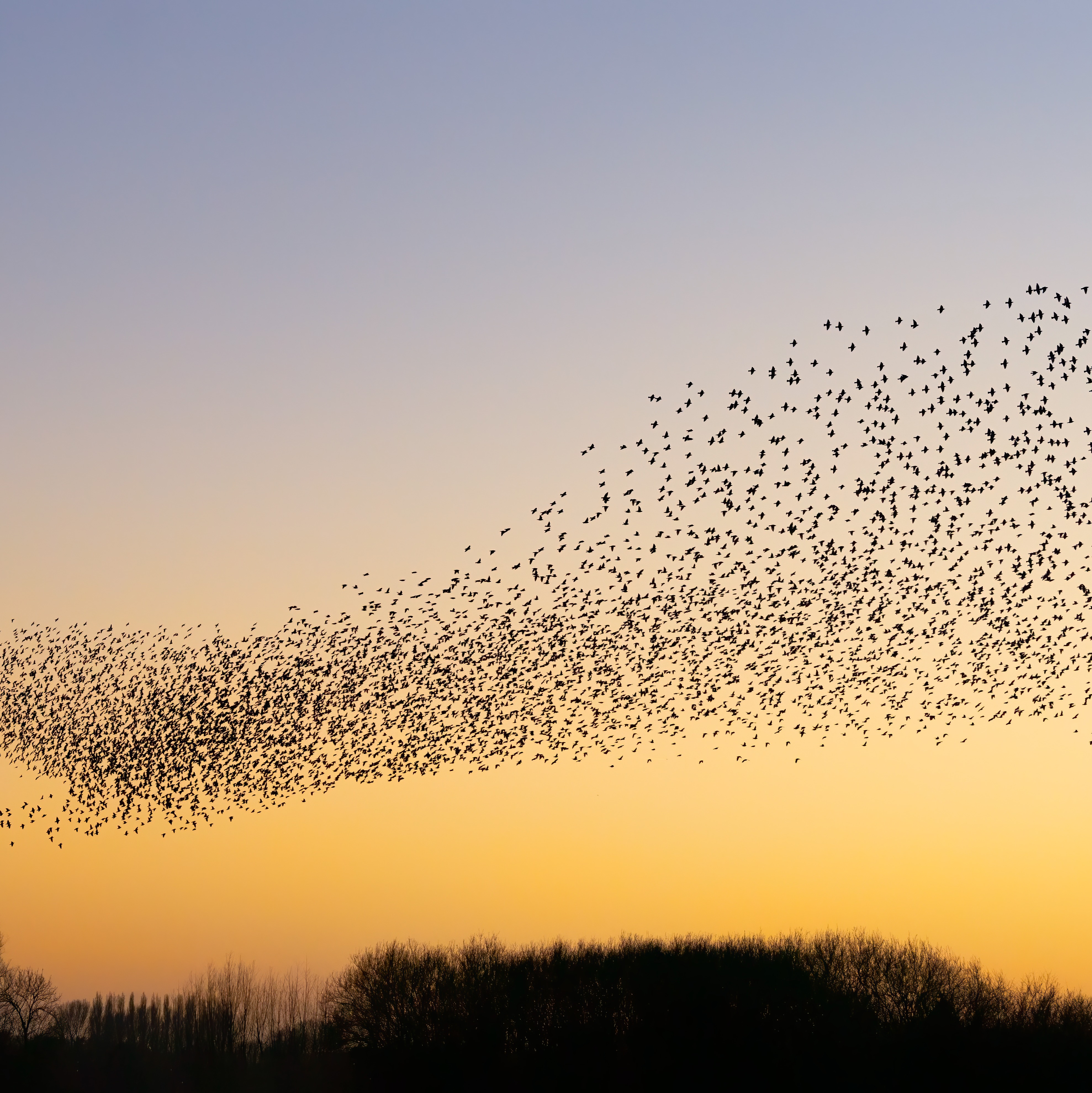 How turning off lights at night can help migrating birds episode artwork