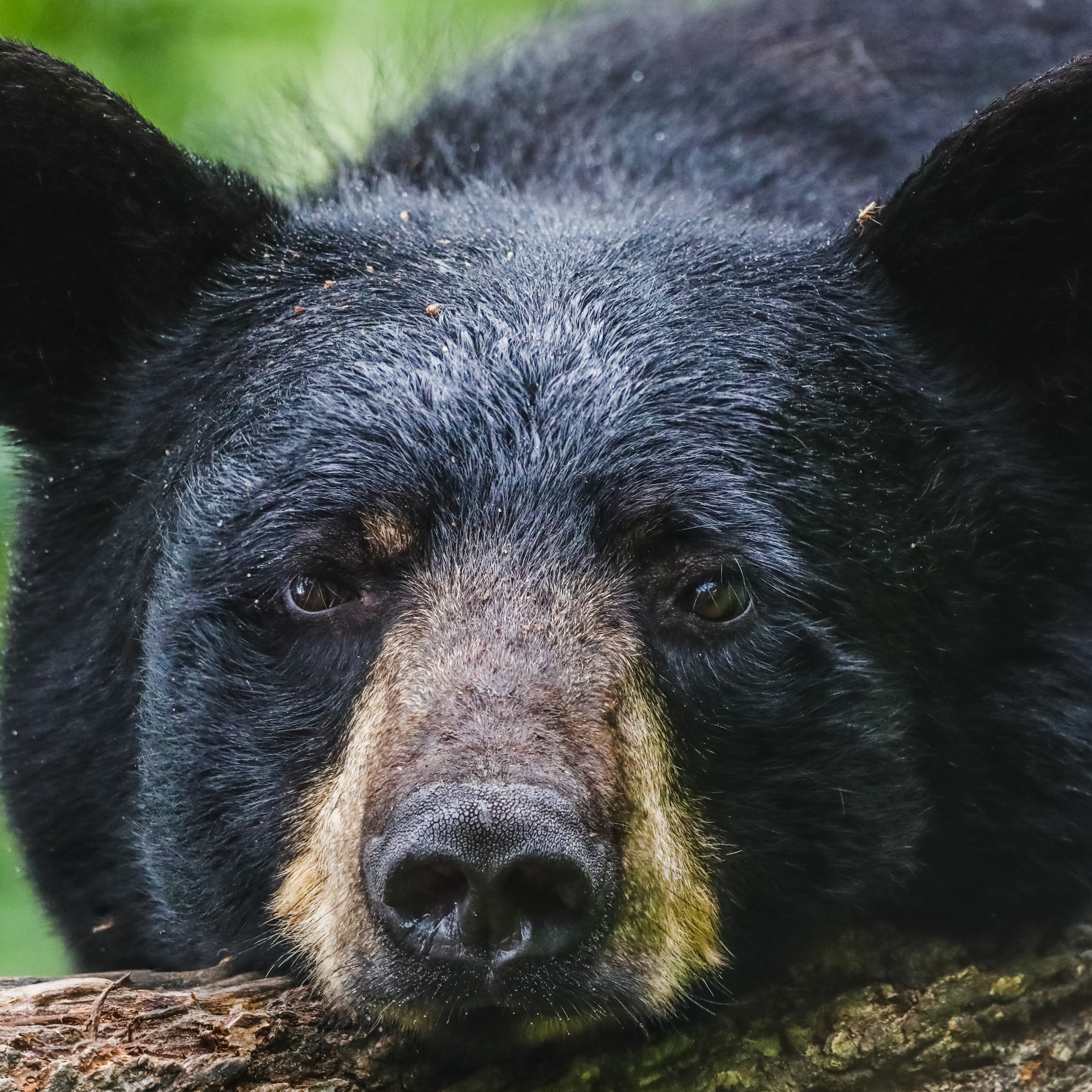 What should you do if you encounter a black bear? episode artwork