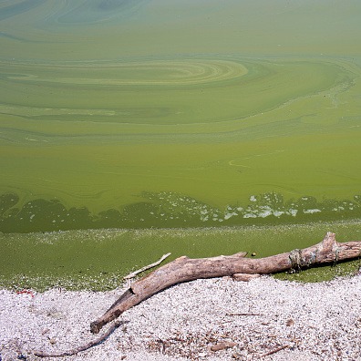 UM researchers find Lake Erie produces 'forbidden soup' of toxins episode artwork