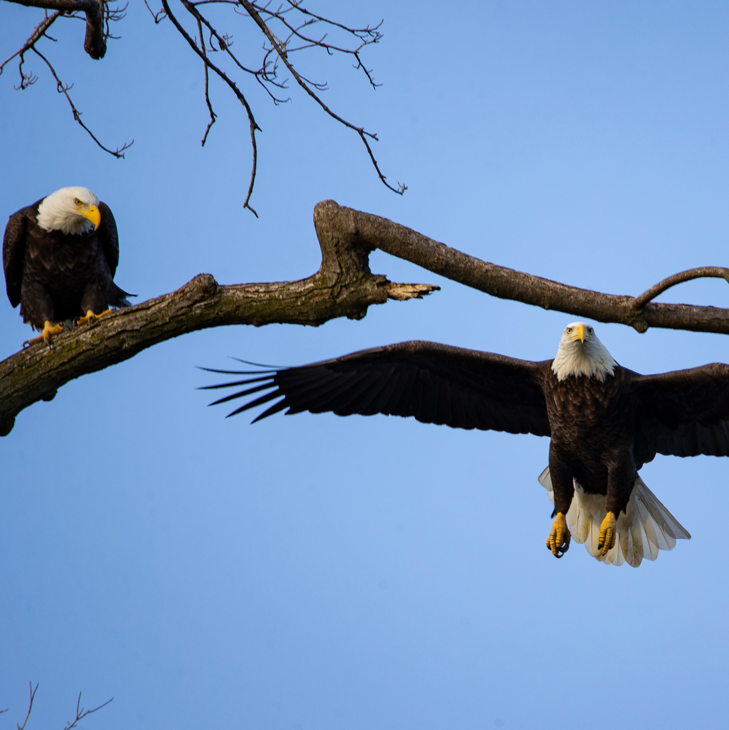 More bald eagles in Metro Detroit shows conservation efforts working episode artwork