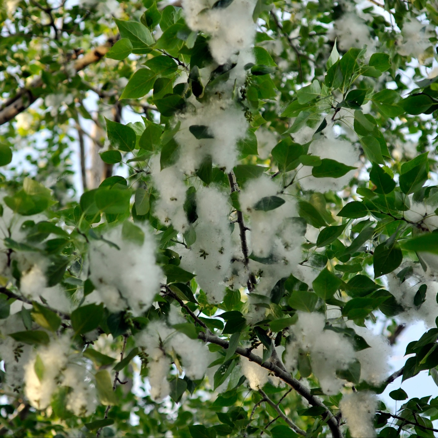 It's cottonwood season in Metro Detroit — arriving about a week late episode artwork