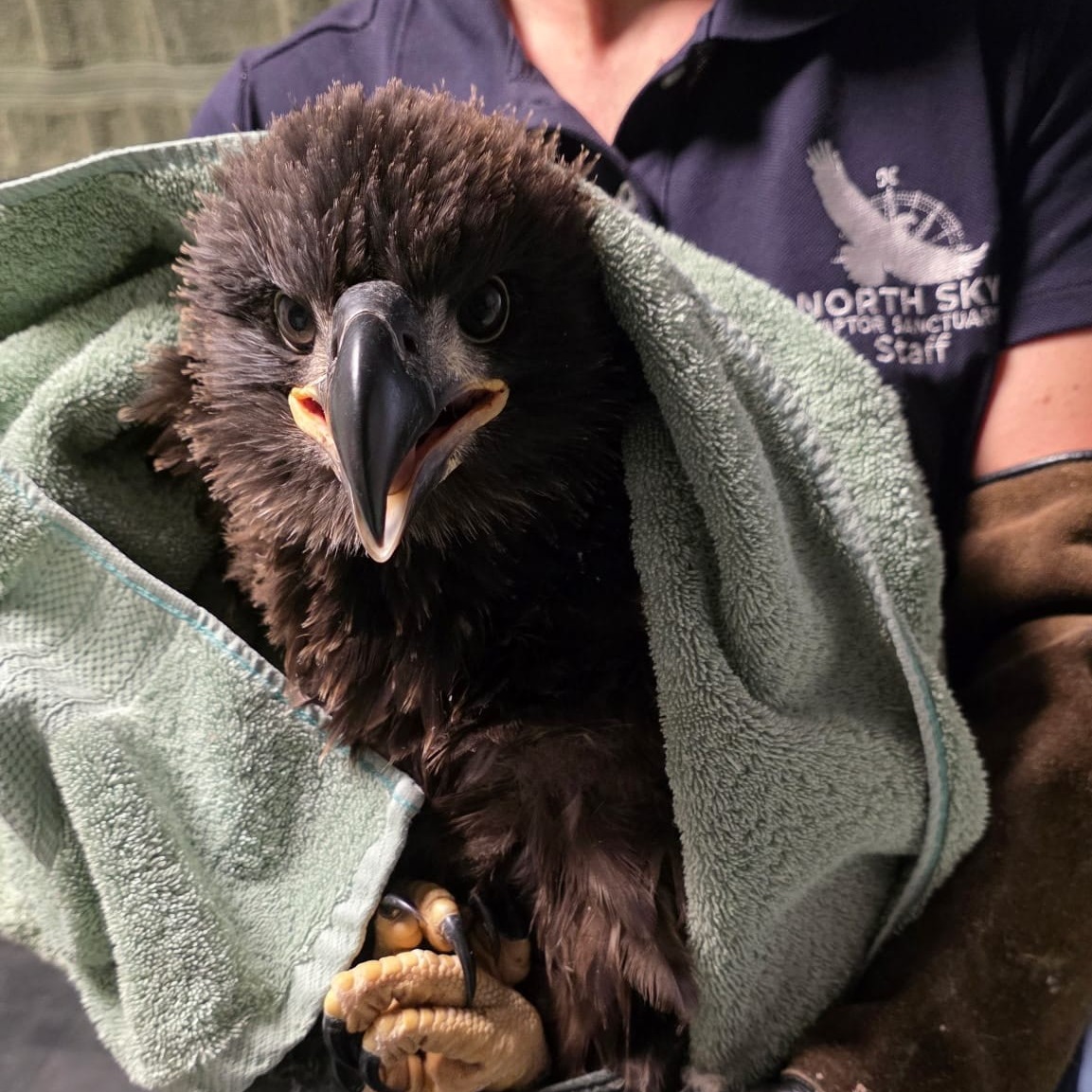 A bald eagle is recovering after his nest collapsed, breaking two bones episode artwork