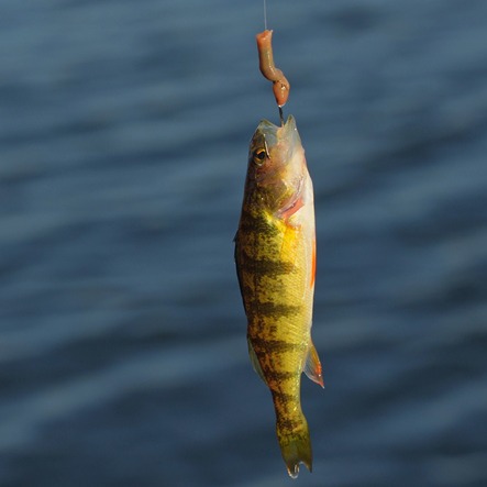Which fish from Michigan lakes are safe to eat? There's a guide for that episode artwork