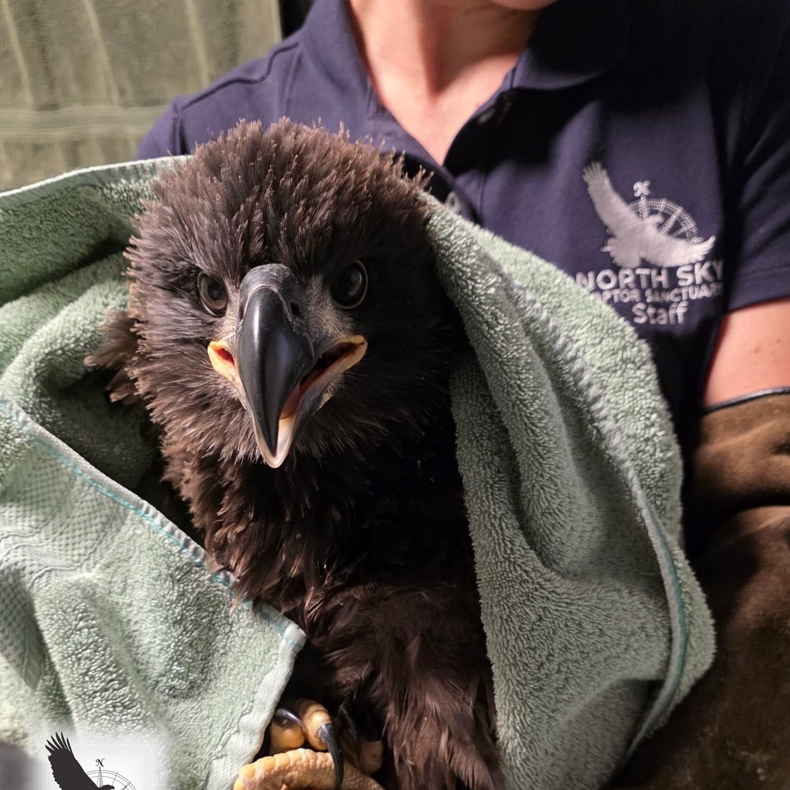 An eaglet whose nest collapsed in northern Michigan is on the road to recovery episode artwork