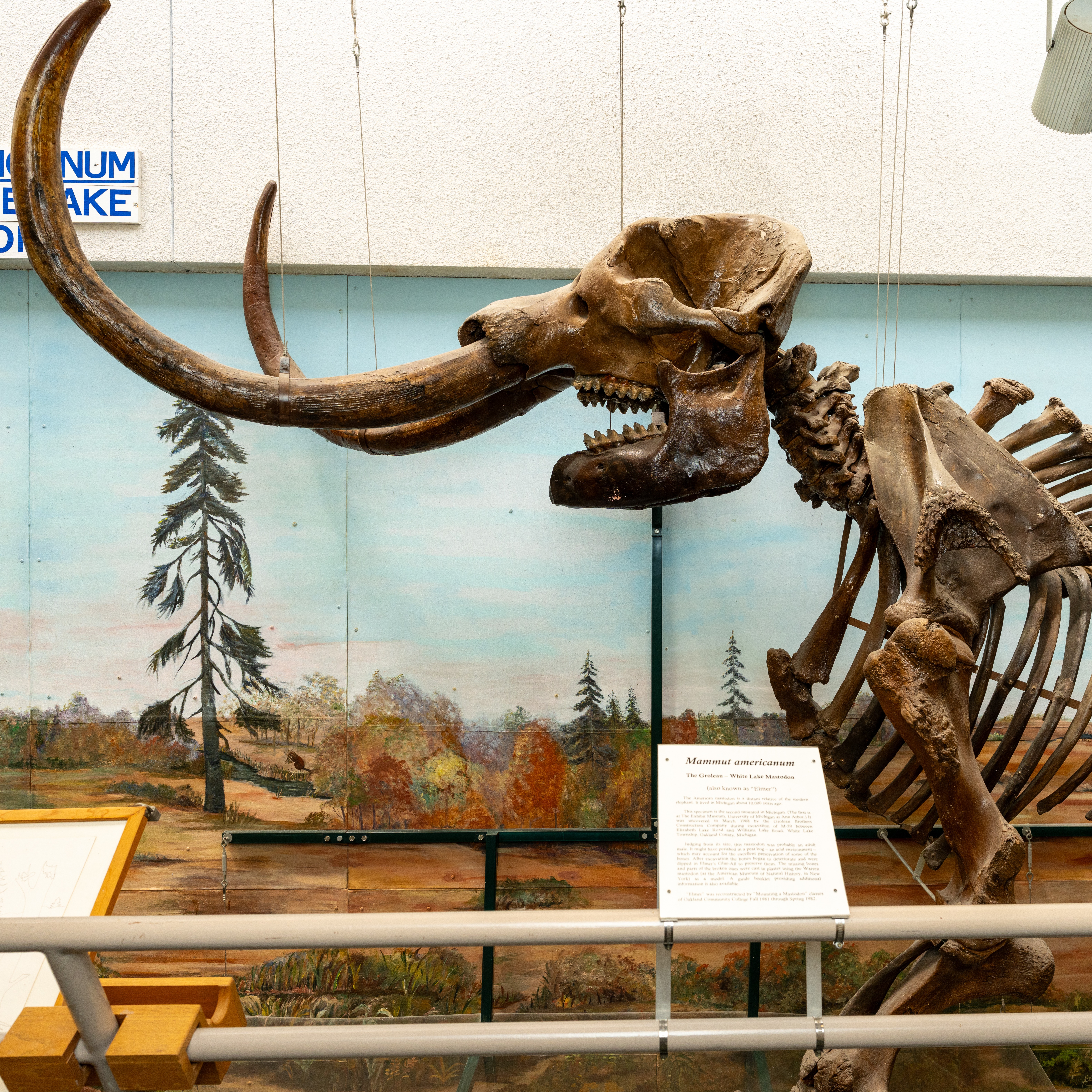 Elmer the Mastodon's 10,000 year journey continues episode artwork