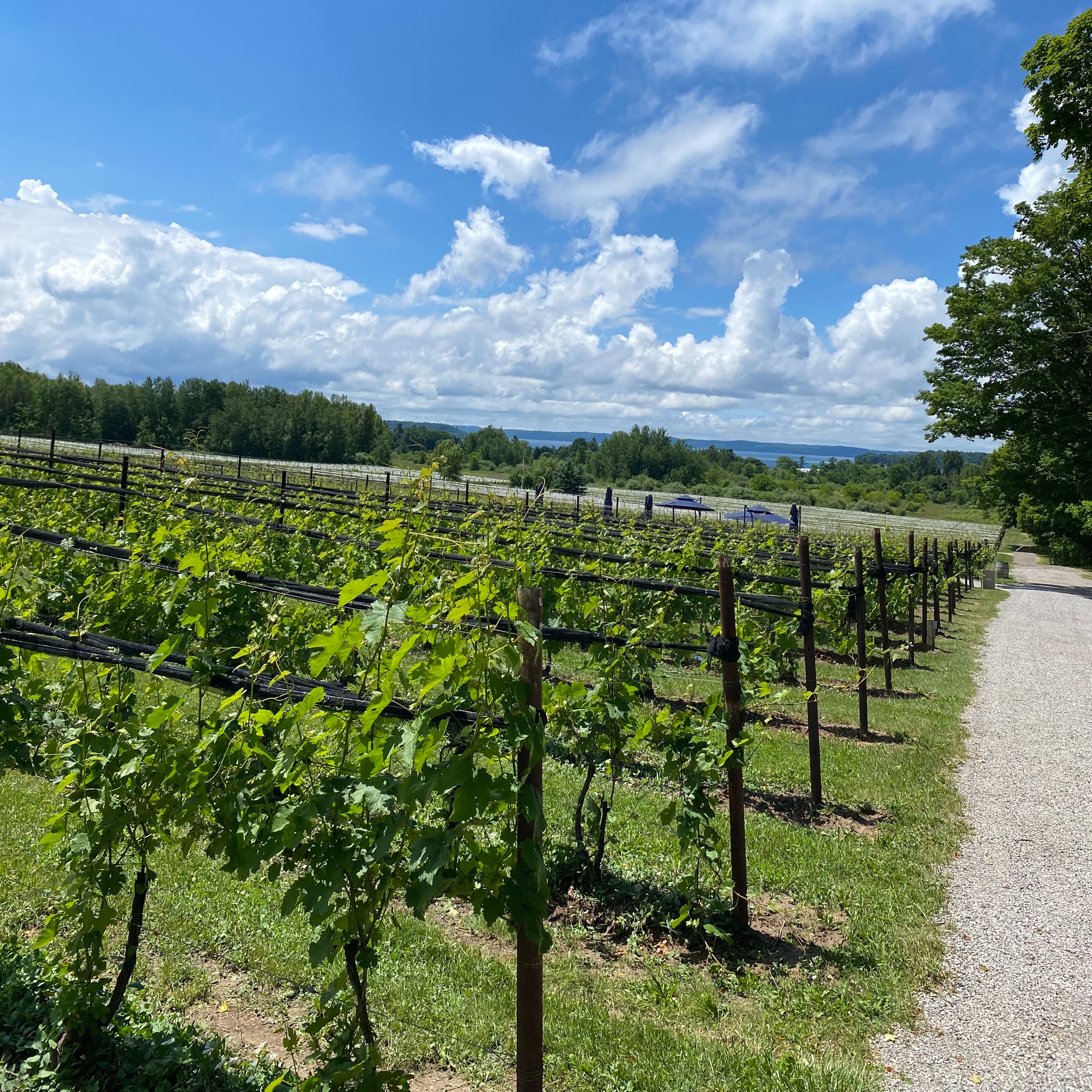 Cherry Festival can be good and bad for northern Michigan wineries episode artwork