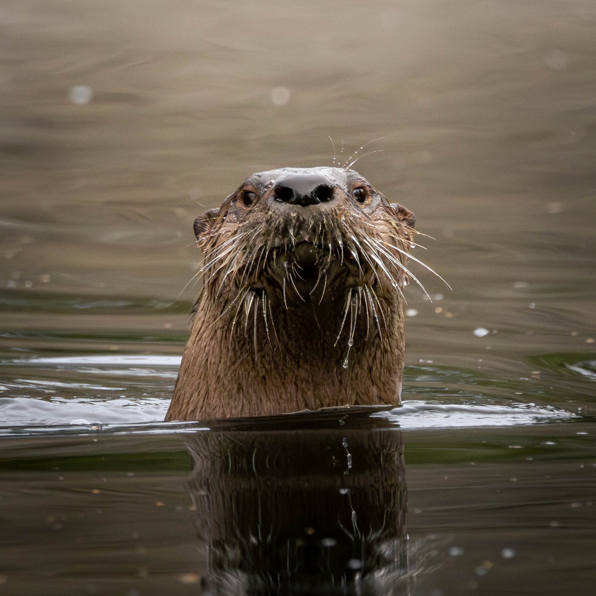 Otterly amazing: river otters thriving in Michigan episode artwork